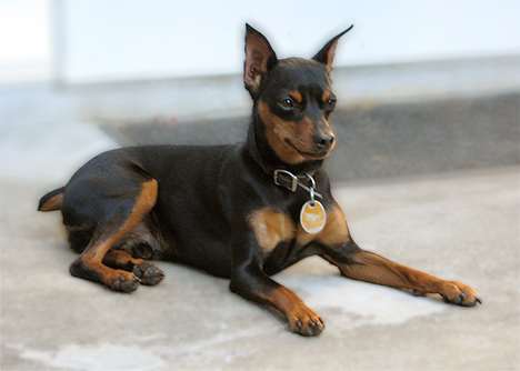 pet photography