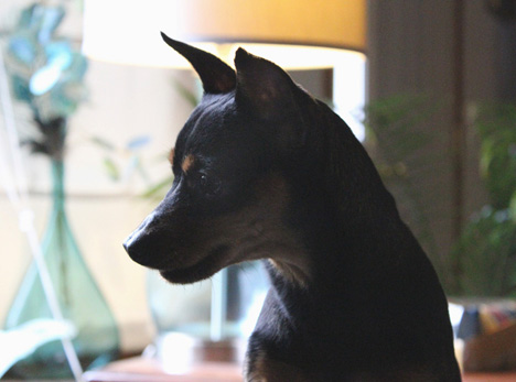 pet photography