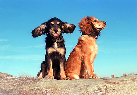 pet photography