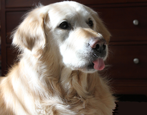 pet photography