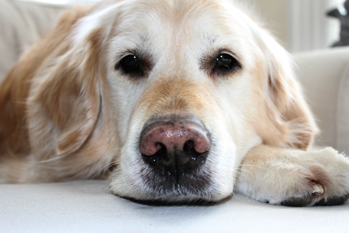 pet photography