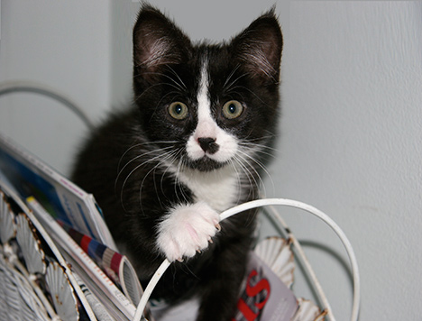 pet photography
