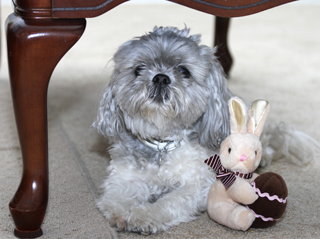 pet photography