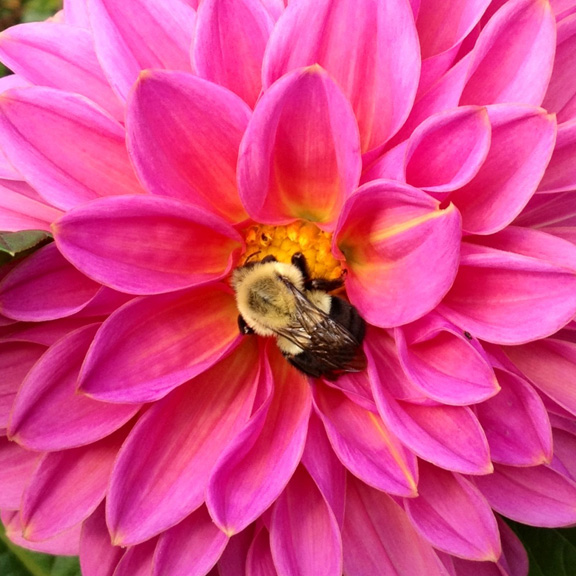 rosephonography