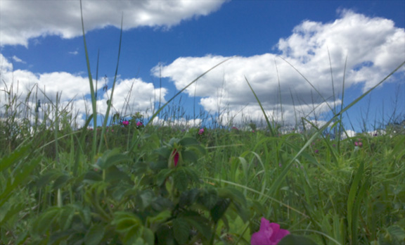 rosephonography