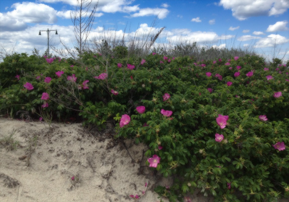 rosephonography